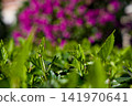 Pink Wildflowers Blooming Among Green Leaves 141970641
