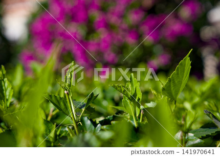 Pink Wildflowers Blooming Among Green Leaves 141970641