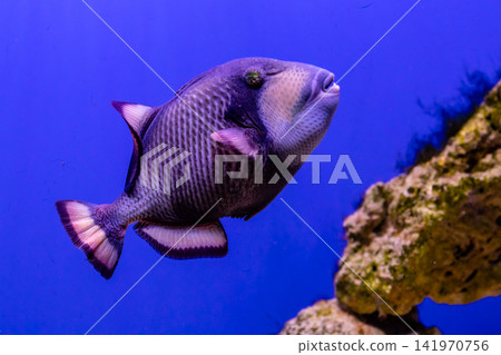 Balistoides viridescens fish Balistoides viridescens fish 141970756