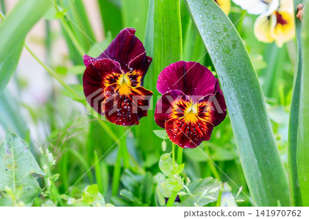 A beautiful glade of pansies with a yellow color 141970762