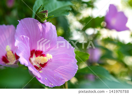 Close-up of pink hibiscus bloom with pollen and bud in a sunlit garden Close-up of pink hibiscus bloom with pollen and bud in a sunlit garden 141970788