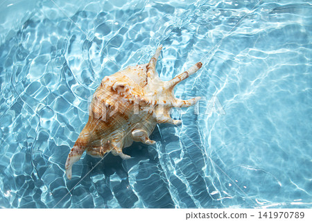 Large conch shell floating in clear blue water with sunlight reflections and summer calm Large conch shell floating in clear blue water with sunlight reflections and summer calm 141970789