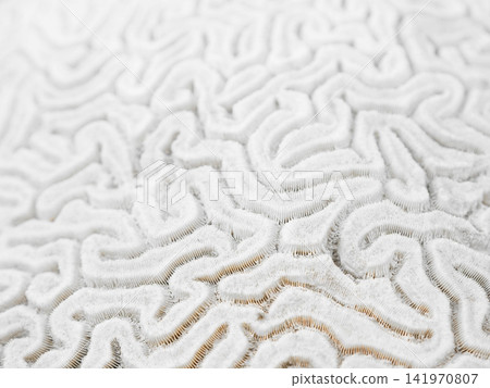 White Coral Texture Close Up White Coral Texture Close Up 141970807