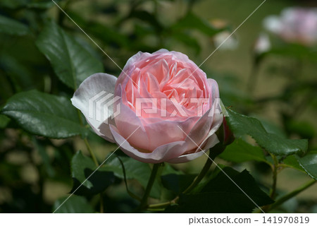 英國遺產玫瑰花 英國遺產玫瑰花 141970819