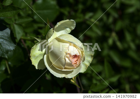Blanc Pierre de Ronsard Rose Blanc Pierre de Ronsard Rose 141970982