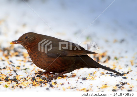 Bird, environment or biodiversity in wildlife, conservation or sustainability of nature in spring. Female common blackbird, seeds or animal of tail feather in eco friendly, ecosystem or countryside 141970986