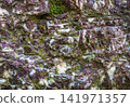 Close-up of textured surface of sealing wax jasper with purple and white mineral patterns 141971357