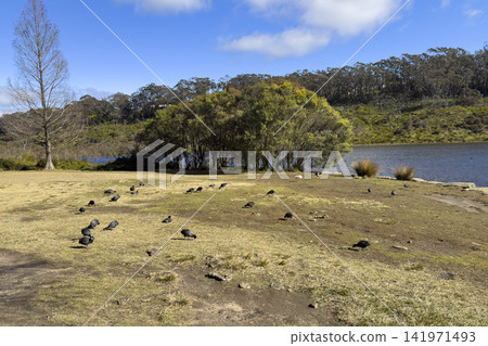 Eurasian Coots foraging near Wentworth Falls Lake in the Blue Mountains Eurasian Coots foraging near Wentworth Falls Lake in the Blue Mountains 141971493