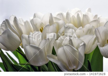 White tulip flowers blooming in spring closeup on white. White tulip flowers blooming in spring closeup on white. 141971628