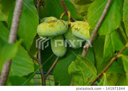 Pawpaw fruit nearing harvest Pawpaw fruit nearing harvest 141971844