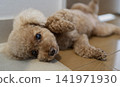 一隻玩具貴賓犬毫無防備地凝視著。 141971930