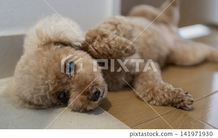 一隻玩具貴賓犬毫無防備地凝視著。 一隻玩具貴賓犬毫無防備地凝視著。 141971930