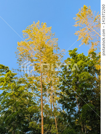 竹林綠樹伸向蔚藍的天空 / 一幅展現清新自然與蓬勃生機的風景畫。 竹林綠樹伸向蔚藍的天空 / 一幅展現清新自然與蓬勃生機的風景畫。 141972260