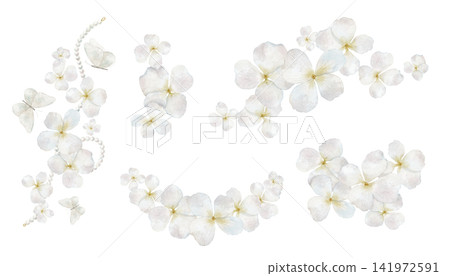 Hydrangea watercolor set. Collection of white hydrangea flowers and blossoms isolated on background. Botanical clipart for weddings, stationery and floral designs. Hydrangea watercolor set. Collection of white hydrangea flowers and blossoms isolated on background. Botanical clipart for weddings, stationery and floral designs. 141972591