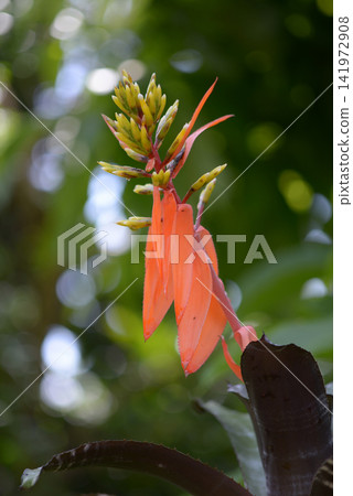 Bromelia Bromelia 141972908