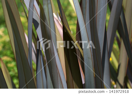 茂蘭 茂蘭 141972918