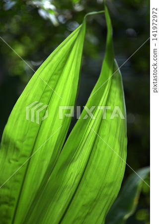 Leaf pattern Natural modeling Leaf pattern Natural modeling 141972972
