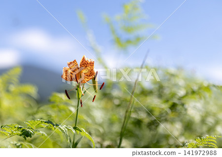 Orange tiger lilies stand out against the summer blue sky. Orange tiger lilies stand out against the summer blue sky. 141972988