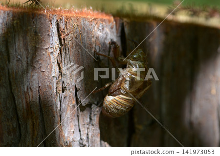 Cicada shell 141973053