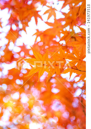 Autumn leaves Autumn leaves 141973518