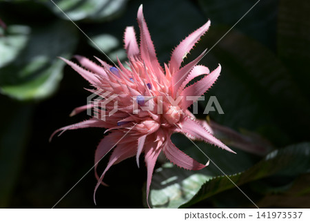 Ekmere Fasquiata Ekmere Fasquiata 141973537