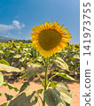 Vibrant sunflower blooming under blue sky in field 141973755