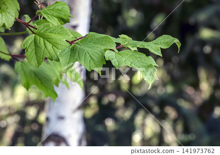 Red Maple Acer rubrum Branch with Fresh Green Lobed Leaves Red Maple Acer rubrum Branch with Fresh Green Lobed Leaves 141973762