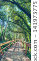 Wooden boardwalk trail in Pigeiros Portugal 141973775