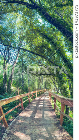 Wooden boardwalk trail in Pigeiros Portugal 141973775