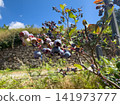Fresh blueberries ripen on the branch under a vibrant blue summer sky in this sunny orchard view captured 141973777