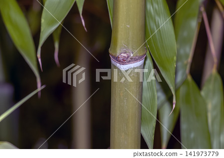 Close-Up of Node on Green Phyllostachys Bamboo Culm Close-Up of Node on Green Phyllostachys Bamboo Culm 141973779