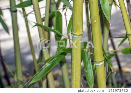 Green Bamboo Culms Showing Nodes and Internodes Green Bamboo Culms Showing Nodes and Internodes 141973780