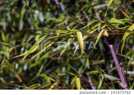 Green Phyllostachys Bamboo Leaves on Slender Branch Green Phyllostachys Bamboo Leaves on Slender Branch 141973783