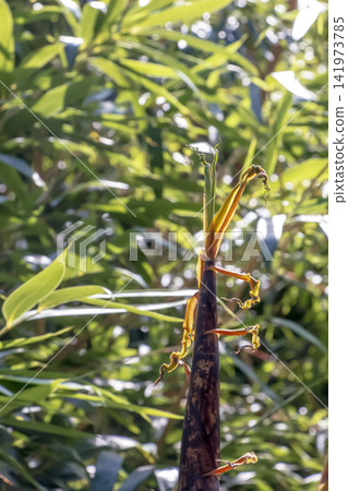 Young Phyllostachys Bamboo Shoot with Protective Culm Sheaths Young Phyllostachys Bamboo Shoot with Protective Culm Sheaths 141973785