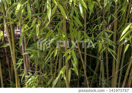 Lush Phyllostachys Bamboo Thicket with Green Stems and Leaves Lush Phyllostachys Bamboo Thicket with Green Stems and Leaves 141973787