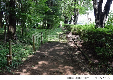 Nature trails Forest bathing Nature trails Forest bathing 141973800