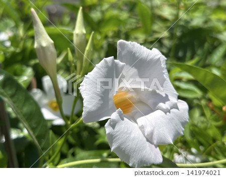 Tropical and subtropical flowering vines Mandevilla (lat.- mandevilla splendens) 141974021