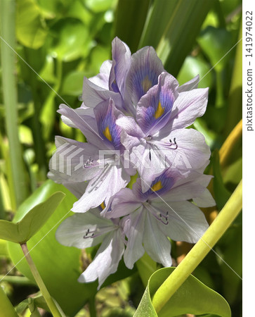 Water hyacinth Eichornia (Eichornia crassipes) in an artificial pond 141974022