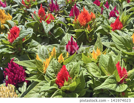 Celosia plumed cockscomb (lat.- Celosia argentea) Celosia plumed cockscomb (lat.- Celosia argentea) 141974023