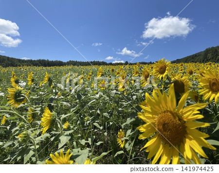A field of sunflowers that shines against the blue summer sky A field of sunflowers that shines against the blue summer sky 141974425