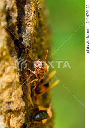 A brown hornet perched on a tree, sucking sap. A brown hornet perched on a tree, sucking sap. 141974461