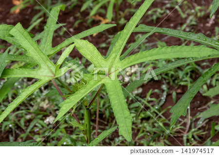 The leaves of the tororo aoi plant (Abelmoschus manihot), from which the roots are used to make washi paper (Japanese paper). [Malvaceae family] 141974517