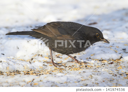 Bird, seeds and snow in outdoor park for food with natural environment, wildlife and dark feathers. Blackbird, hunger and cold weather in countryside for winter survival, ecology and sharp claws Bird, seeds and snow in outdoor park for food with natural environment, wildlife and dark feathers. Blackbird, hunger and cold weather in countryside for winter survival, ecology and sharp claws 141974536