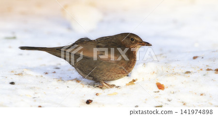 Spring, chick and blackbird animal in nature on ground with snow or ice to search for food and grain. Bird, breed or closeup outdoor in backyard or park in countryside with young songbird or wildlife Spring, chick and blackbird animal in nature on ground with snow or ice to search for food and grain. Bird, breed or closeup outdoor in backyard or park in countryside with young songbird or wildlife 141974898