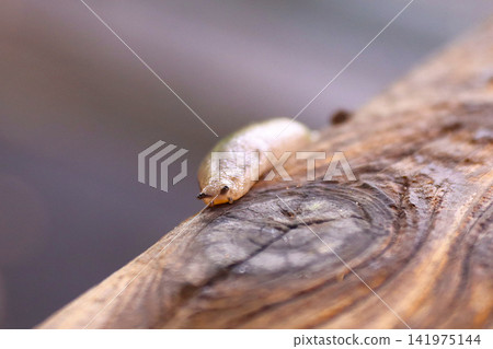 Slugs crawling on trees Slugs crawling on trees 141975144