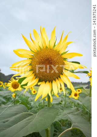 Summer flower Sunflower Summer flower Sunflower 141975241