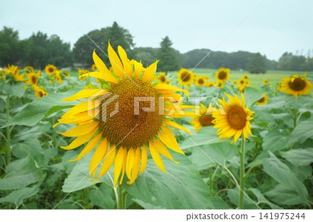 Summer flower Sunflower Summer flower Sunflower 141975244