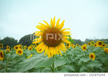 Summer flower Sunflower Summer flower Sunflower 141975245