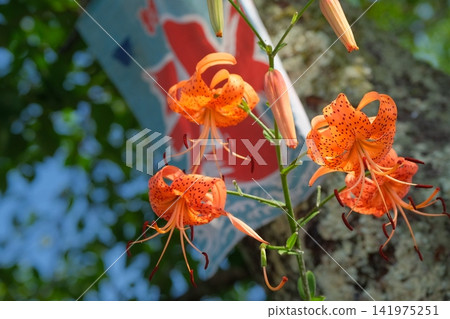 Summer image material featuring tiger lilies and ice flags. Summer image material featuring tiger lilies and ice flags. 141975251