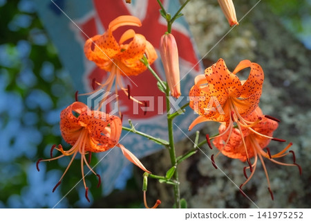 Summer image material featuring tiger lilies and ice flags. Summer image material featuring tiger lilies and ice flags. 141975252